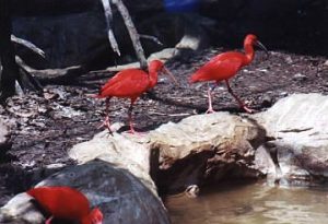 Jurong Bird Park (scarlet ibis)