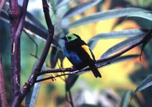 Jurong Bird Park