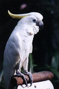 Jurong Bird Park