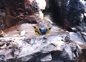 Jurong Bird Park