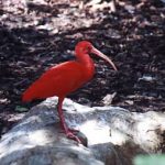 Jurong Bird Park (scarlet ibis)