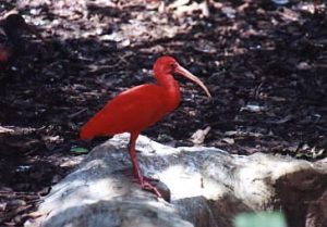 Jurong Bird Park (scarlet ibis)