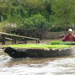 Vendor selling rice and vegetable plants