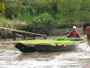 Vendor selling rice and vegetable plants