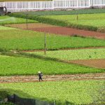 Dalat - fertile fields within the