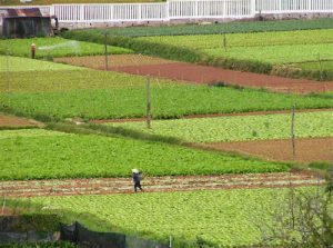 Dalat - fertile fields within the