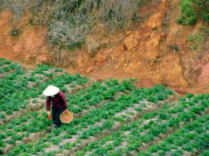 The eternal profession - farming