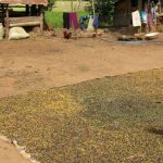 Rural farming village near Dalat - drying coffee beans