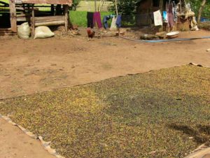 Rural farming village near Dalat - drying coffee beans