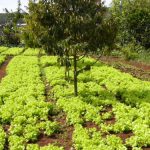 Rural farming village near Dalat