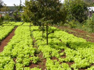 Rural farming village near Dalat