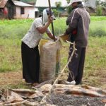 Rural farming village near Dalat - packing coffee beans