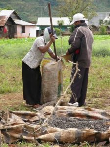 Rural farming village near Dalat - packing coffee beans