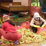 Dalat - carrot vendors