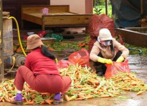 Dalat - carrot vendors