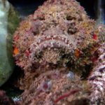 Nha Trang has an aquarium - stonefish