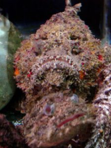 Nha Trang has an aquarium - stonefish