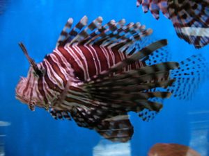 Nha Trang has an aquarium