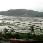 Hue area rice fields