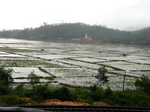 Hue area rice fields