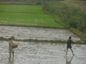 Rice field view from the train,