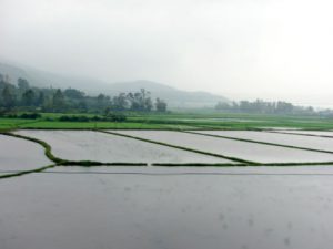 View from the train from Ho