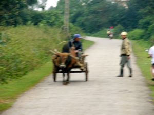 Common rural scene