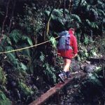Rain forest path to Fox glacier