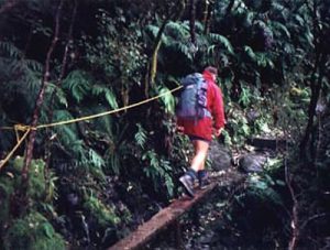 Rain forest path to Fox glacier