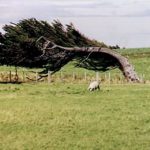 Severe wind shaping