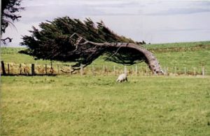 Severe wind shaping