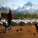 Mount Cook and sheep farm