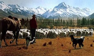 Mount Cook and sheep farm