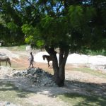 En route to Jacmel  Tree, horse and donkey