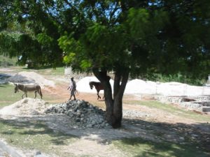 En route to Jacmel  Tree, horse and donkey
