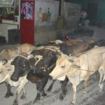 Returning from Jacmel - cattle in rural village street