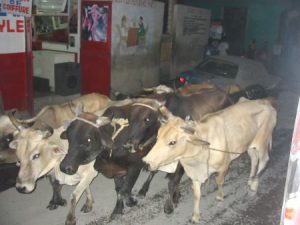 Returning from Jacmel - cattle in rural village street