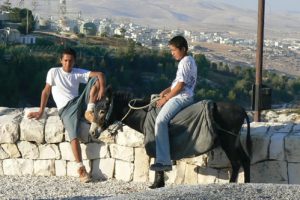 Boys sitting on the wall with a donkey