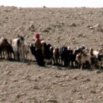 Bedouin shepherd and goat
