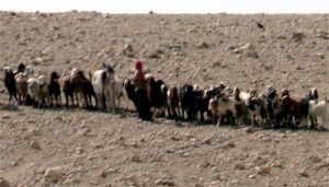 Bedouin shepherd and goat