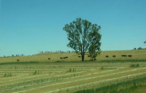 Cattle Here Australian cattle are being moved into a new fallow