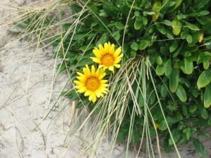 Flowers in the Sand As you make your way around Australia,