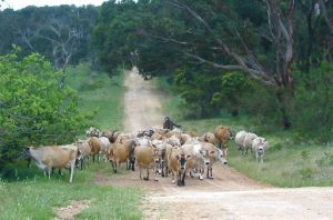 Australia - Warrnambool to Adelaide