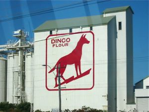 What is a dingo? – Famous for stealing the babies