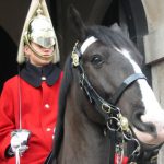 The Queen's horse guard