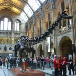 Entry hall to the Natural History Museum