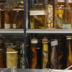 Preserved specimens at the Darwin Center of the Natural History