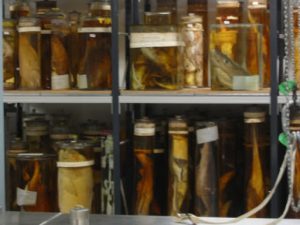 Preserved specimens at the Darwin Center of the Natural History