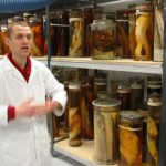 Guide explaining preserved specimens at the
