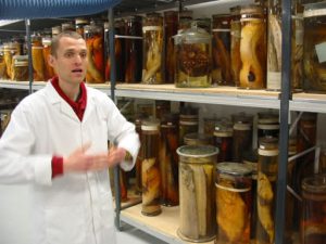 Guide explaining preserved specimens at the